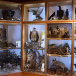 sala-flora_fauna-2