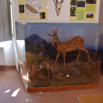 sala-flora_fauna-3