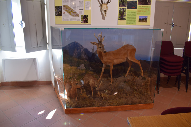 sala-flora_fauna-3
