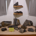 sala-fossili-2