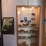 sala-fossili-3