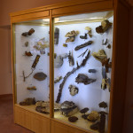 sala-micologica-2